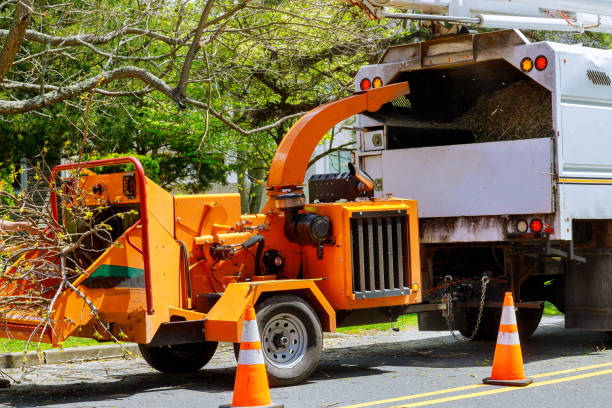 Best Tree Disease Treatment  in Junction, TX